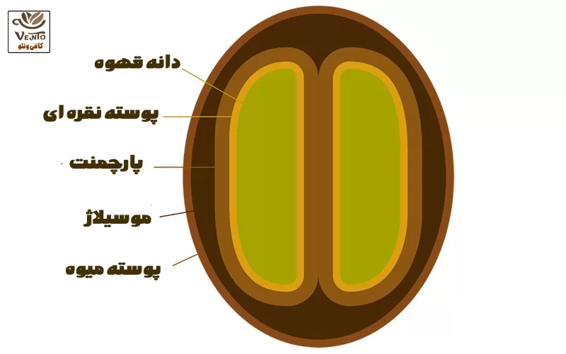 آناتومی دانه قهوه